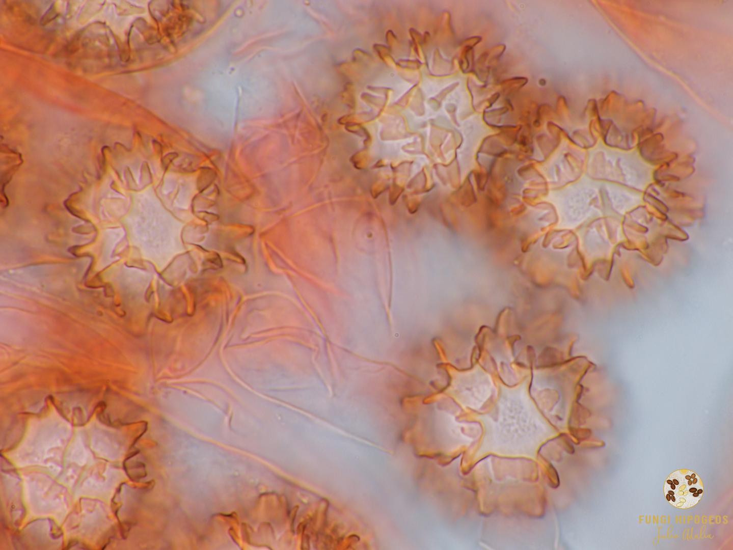 Imagen de portada 1472