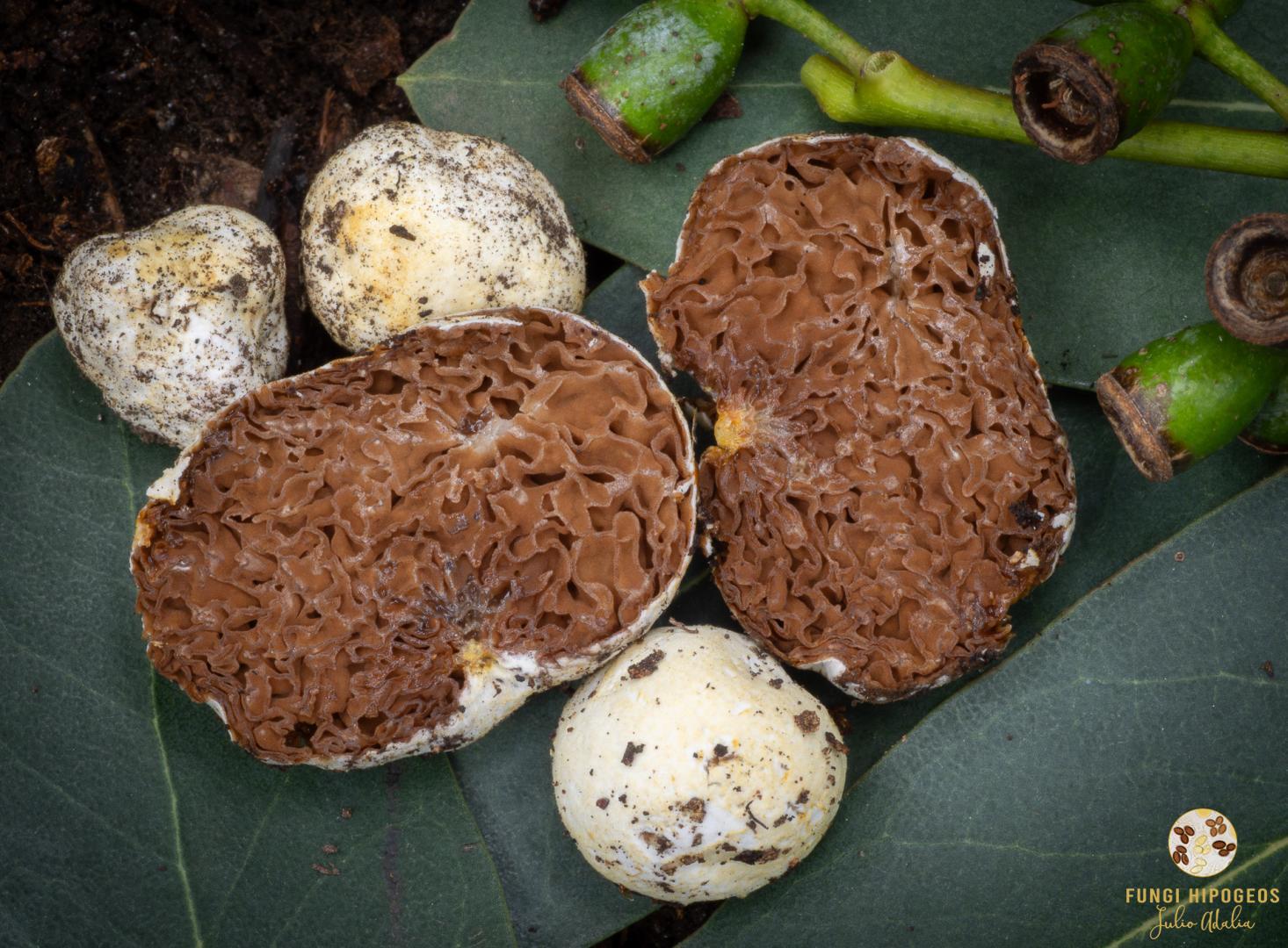 Imagen de portada 949