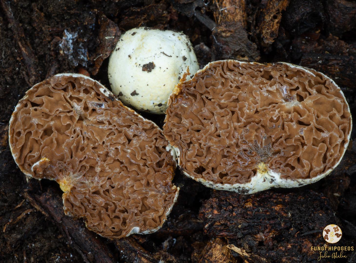 Imagen de portada 950