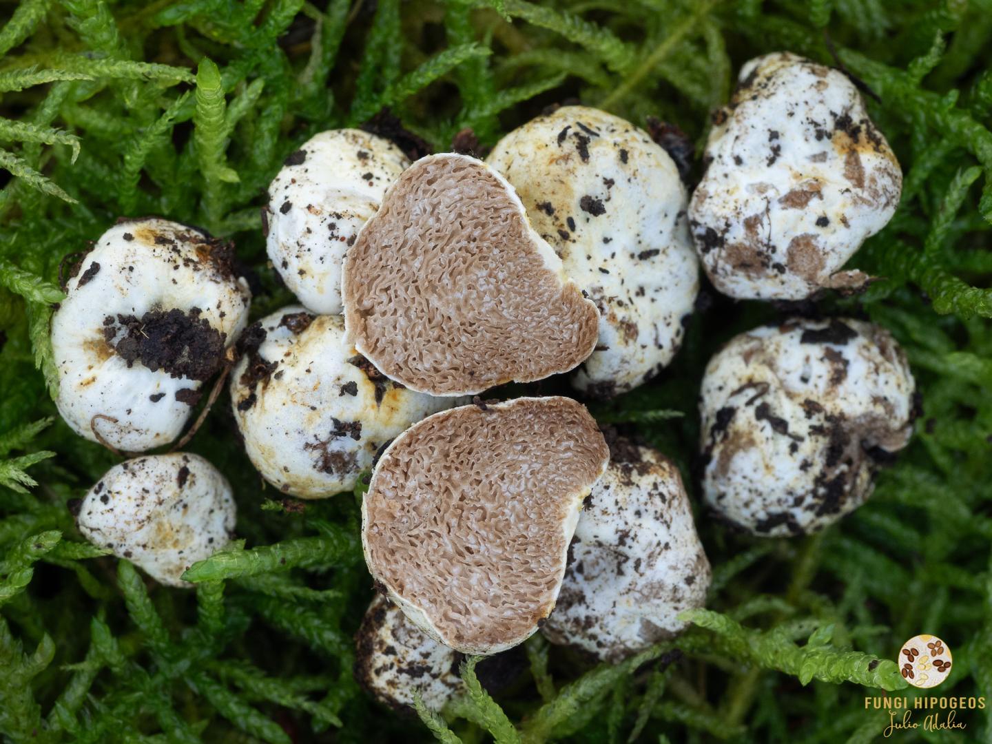 Imagen de portada 951