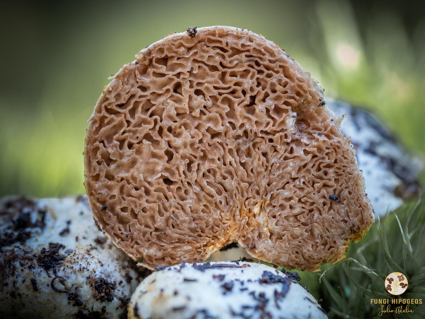 Imagen de portada 952