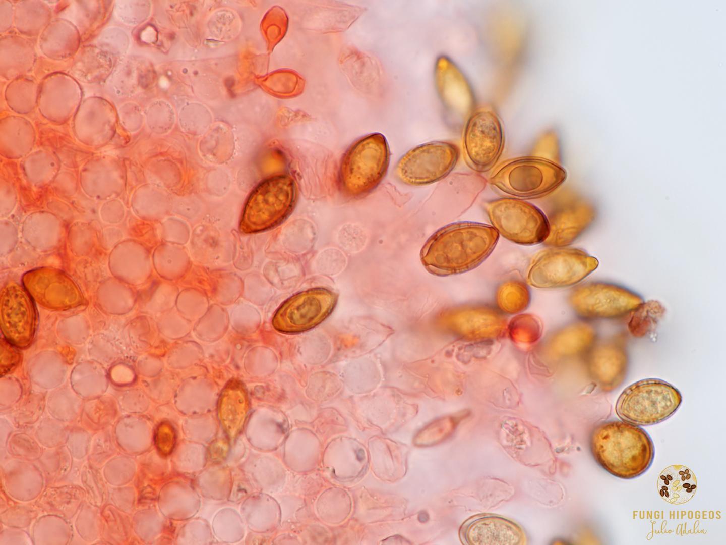 Imagen de portada 953