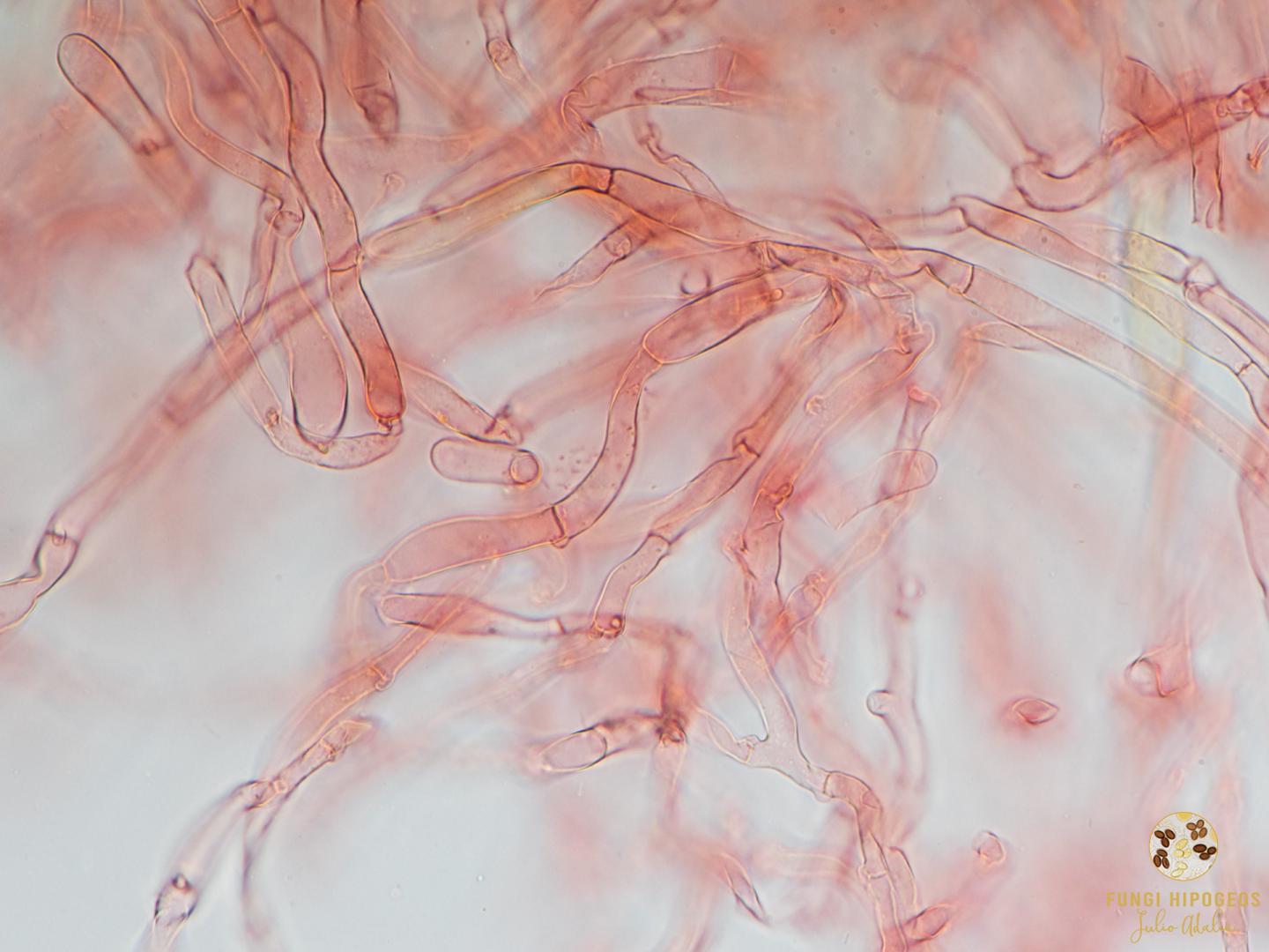 Imagen de portada 954