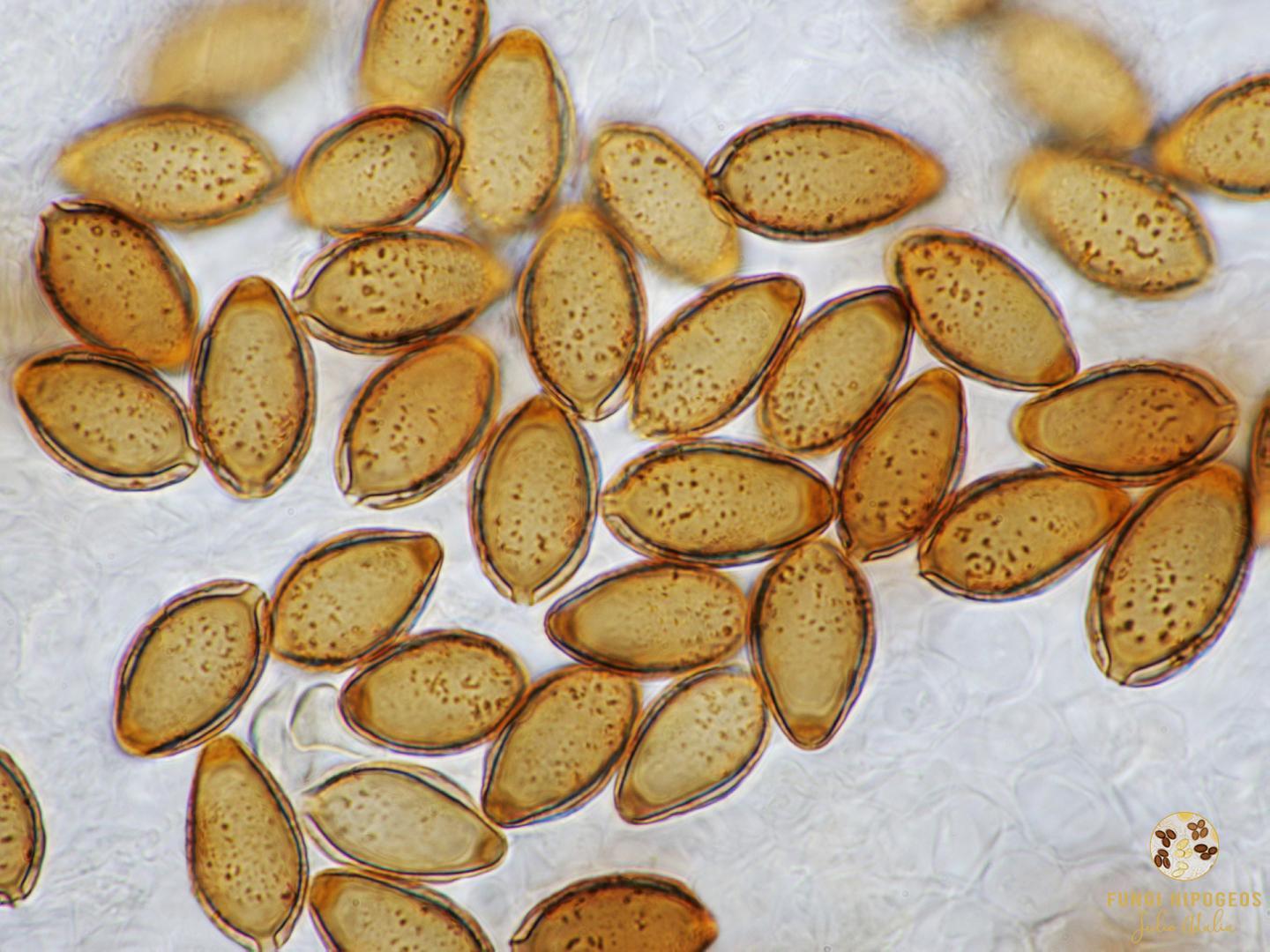 Imagen de portada 955