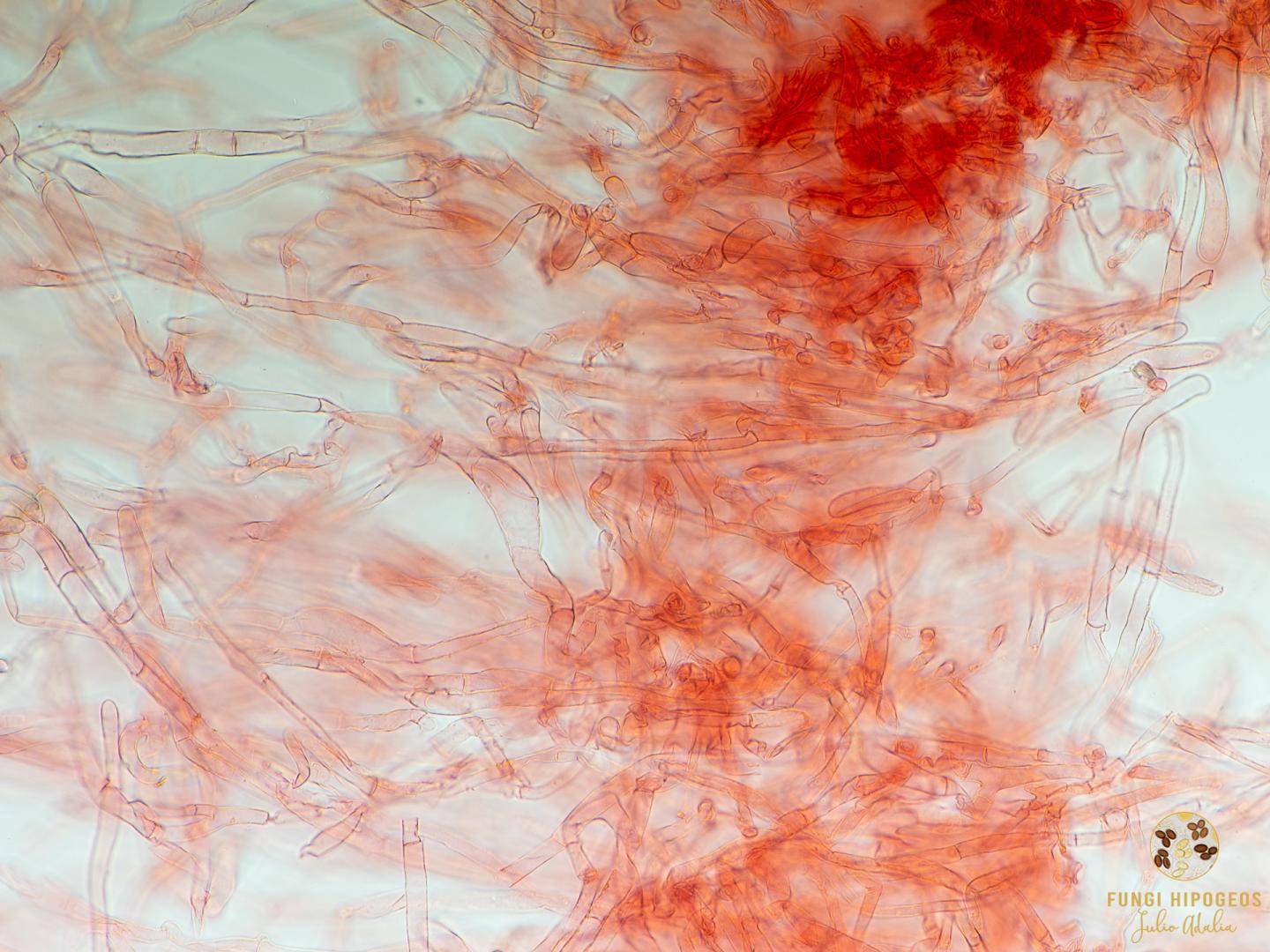 Imagen de portada 958