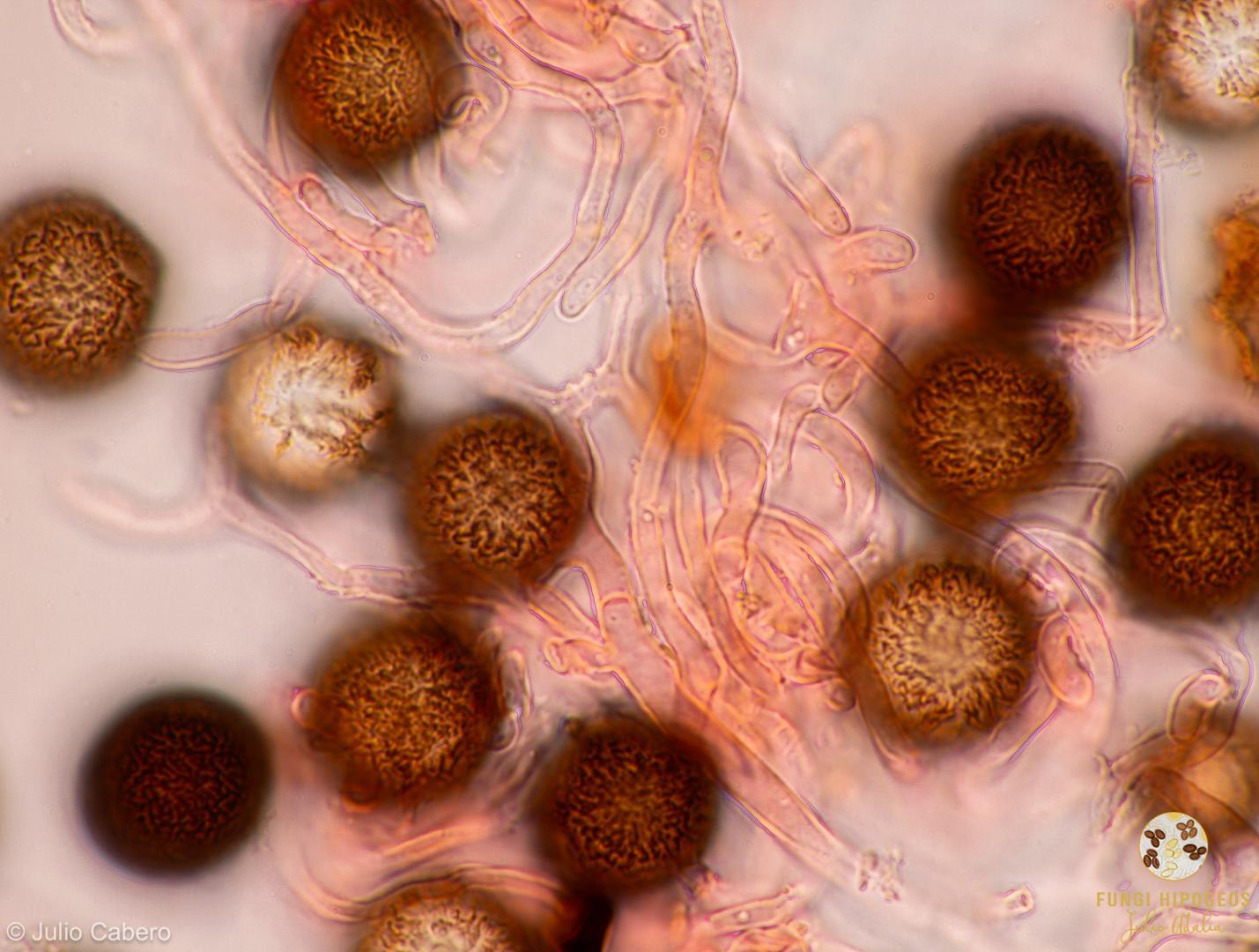 Capilicio en rojo congo (5)