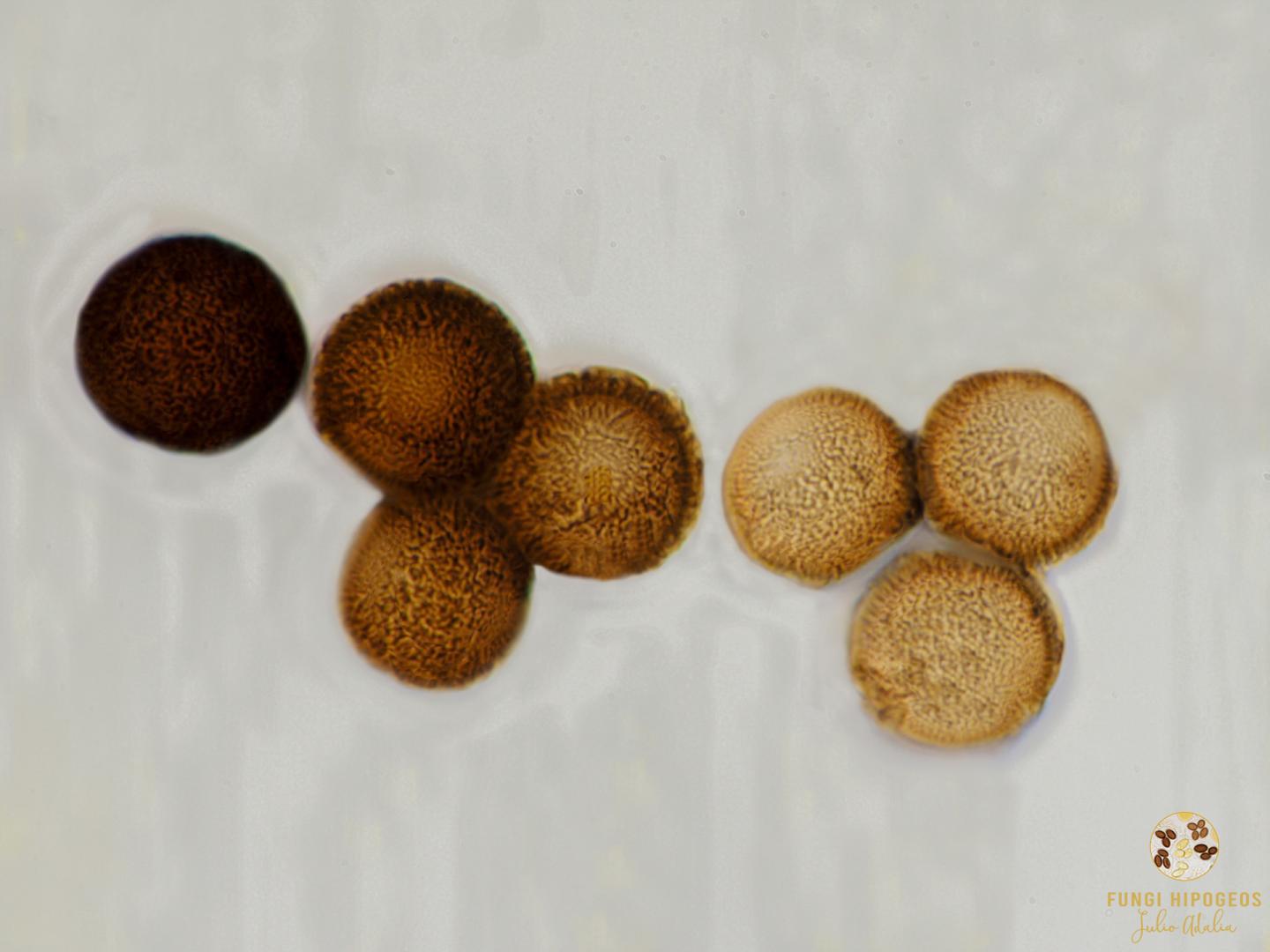 Imagen de portada 21