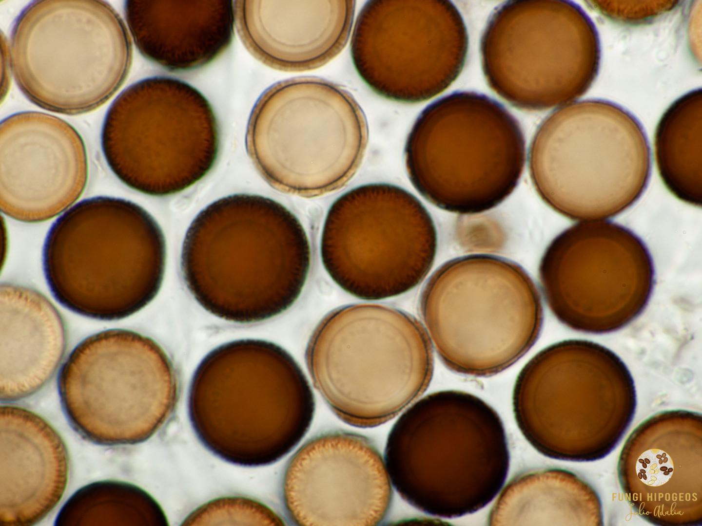 Imagen de portada 25