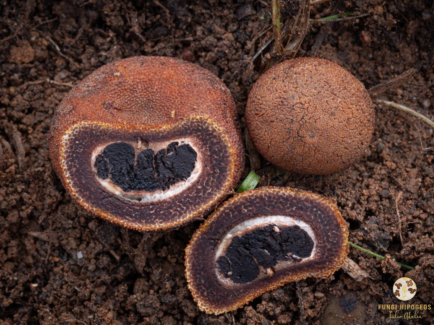 Imagen de portada 83