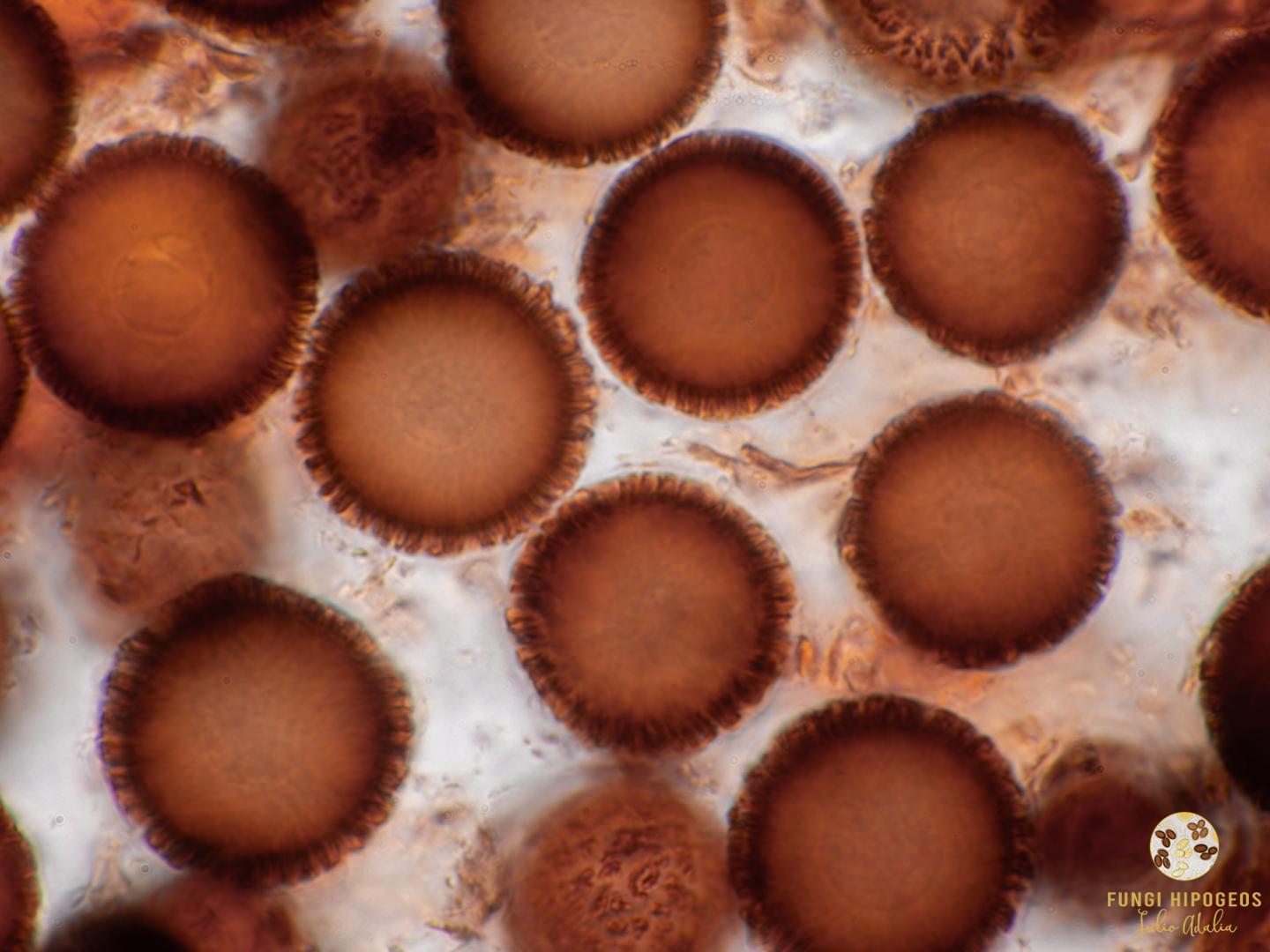 Imagen de portada 85