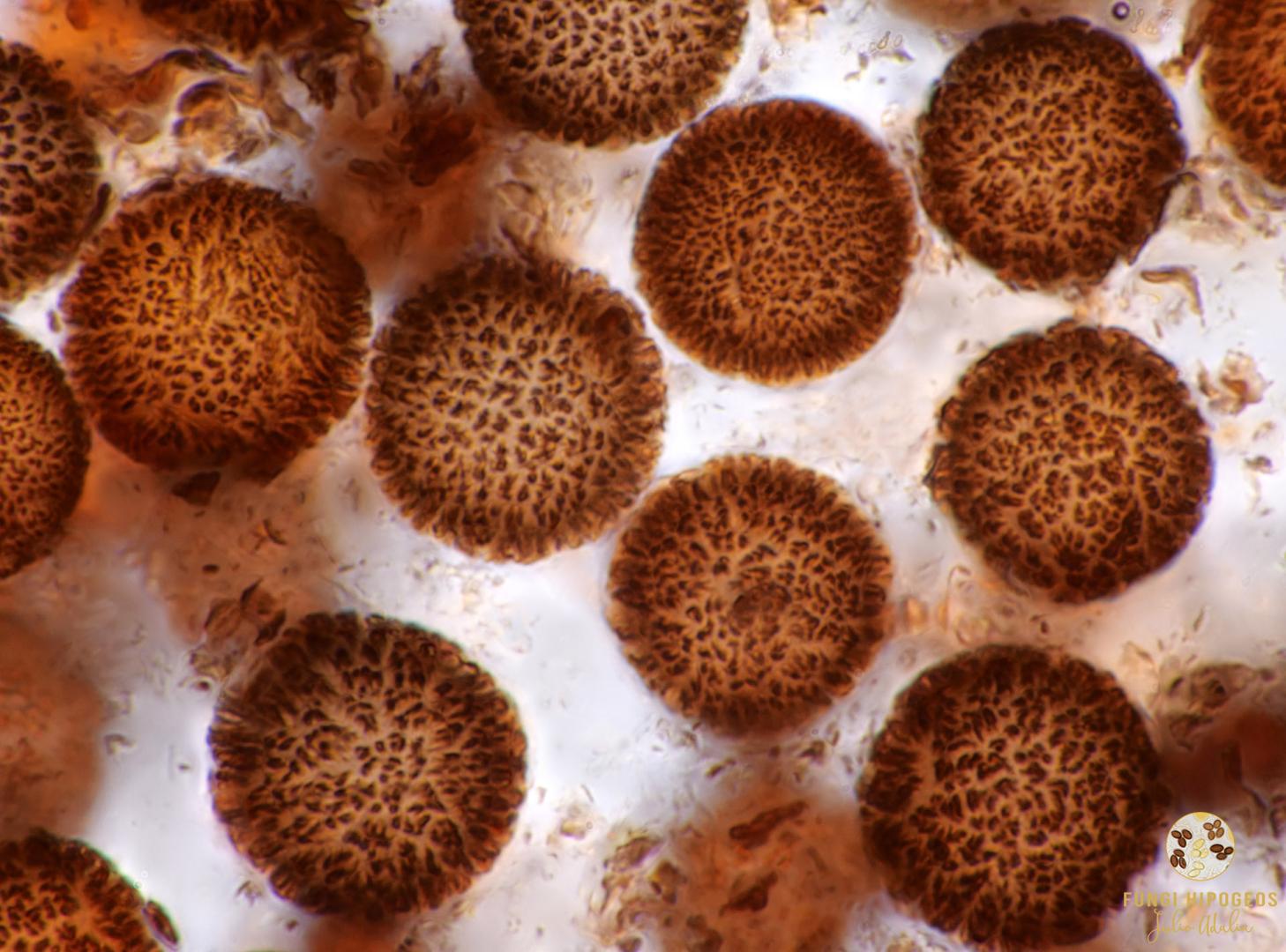 Imagen de portada 86