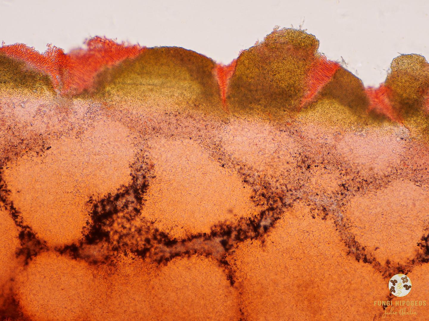 Imagen de portada 87