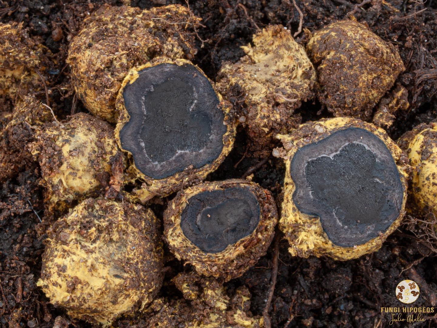 Aspecto de la gleba y exocortes