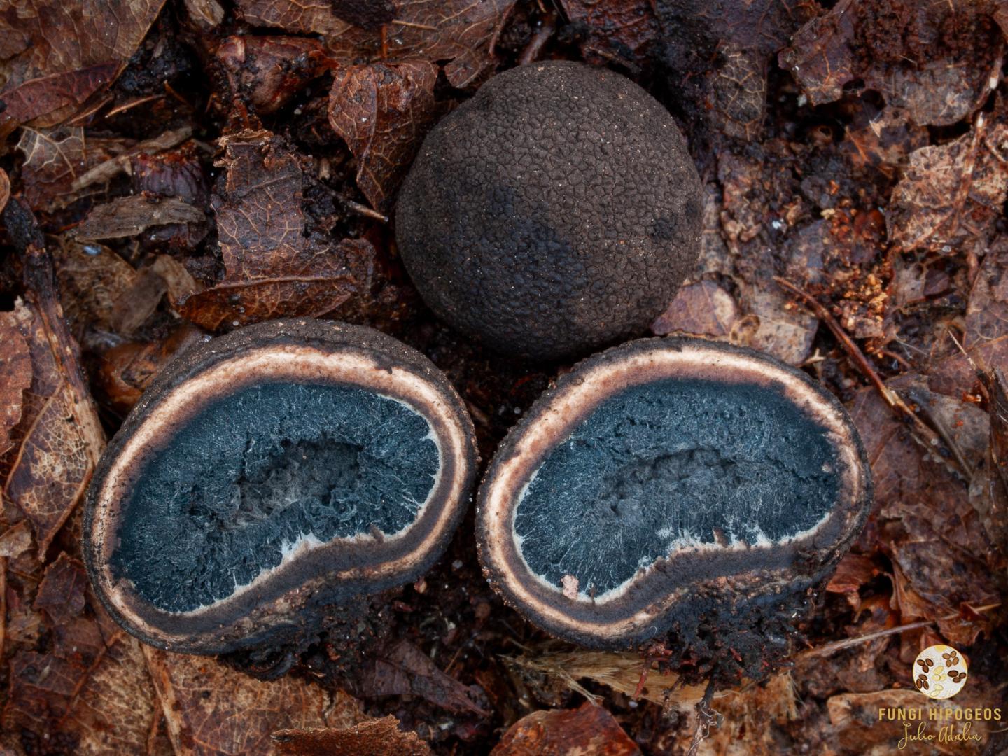 Ascomas globosos-subglobosos 