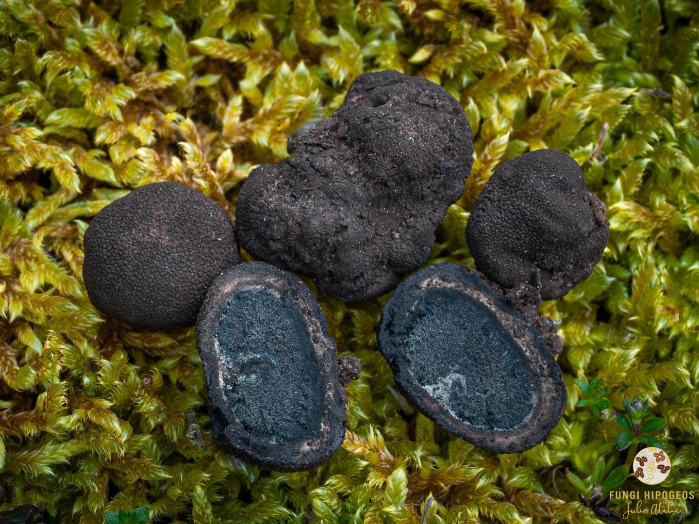 Aspecto de la gleba y del cortex 