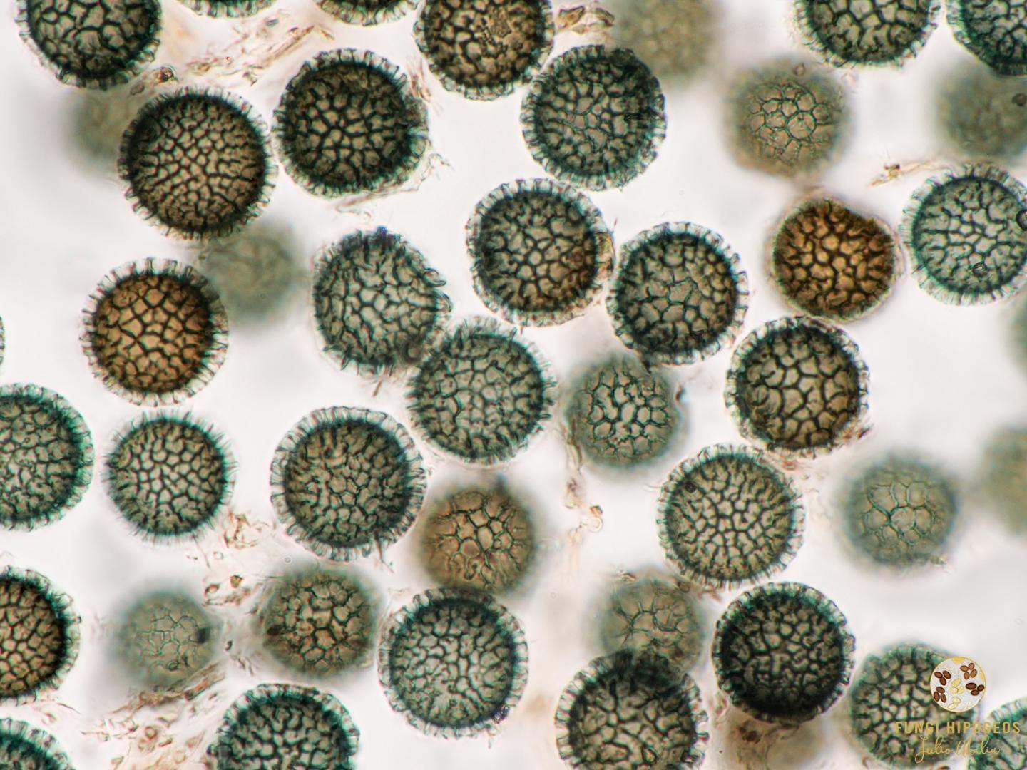 Ascosporas con decoraci&oacute;n reticulada 