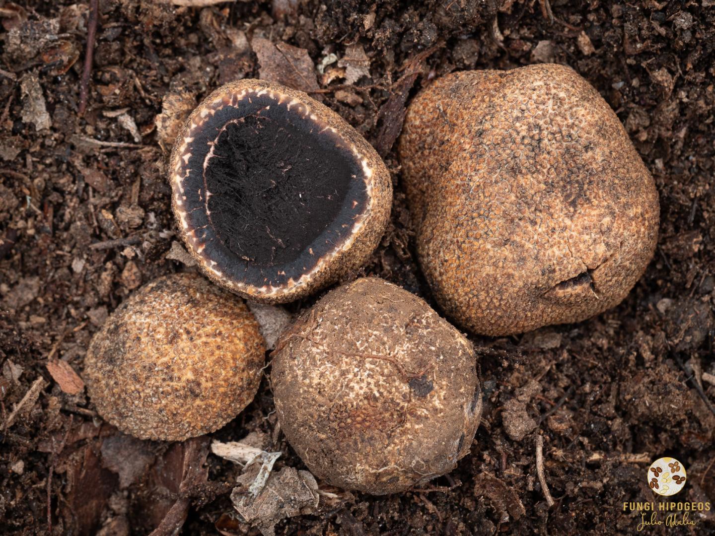 Imagen de portada 65