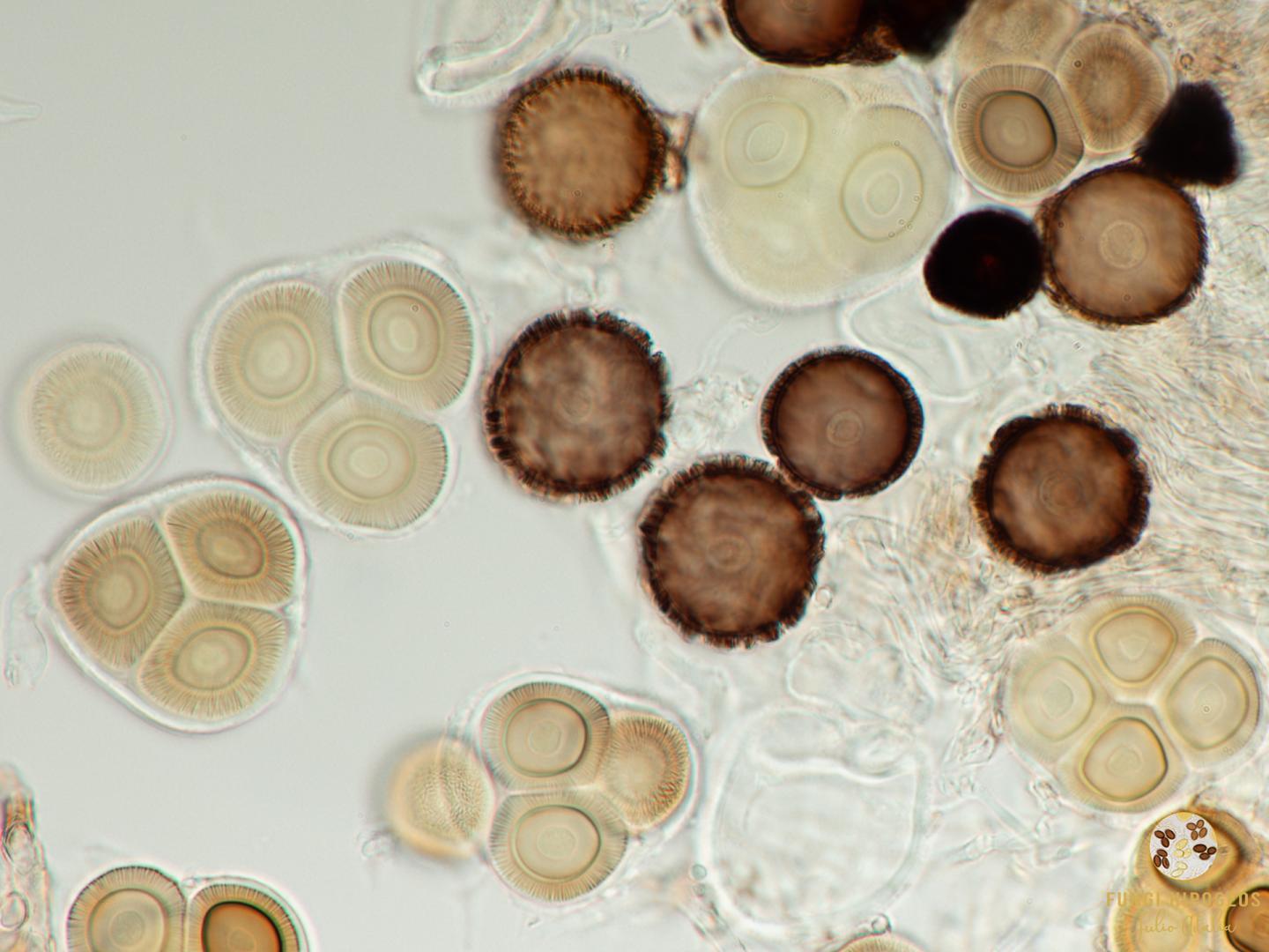 Imagen de portada 66