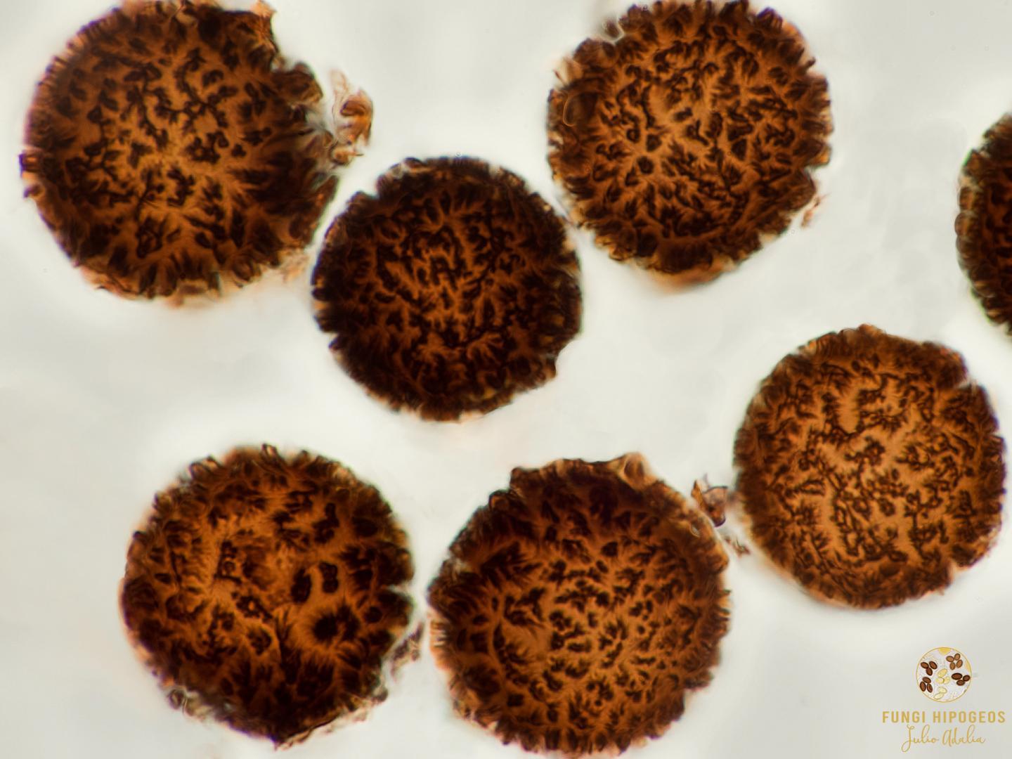 Imagen de portada 68