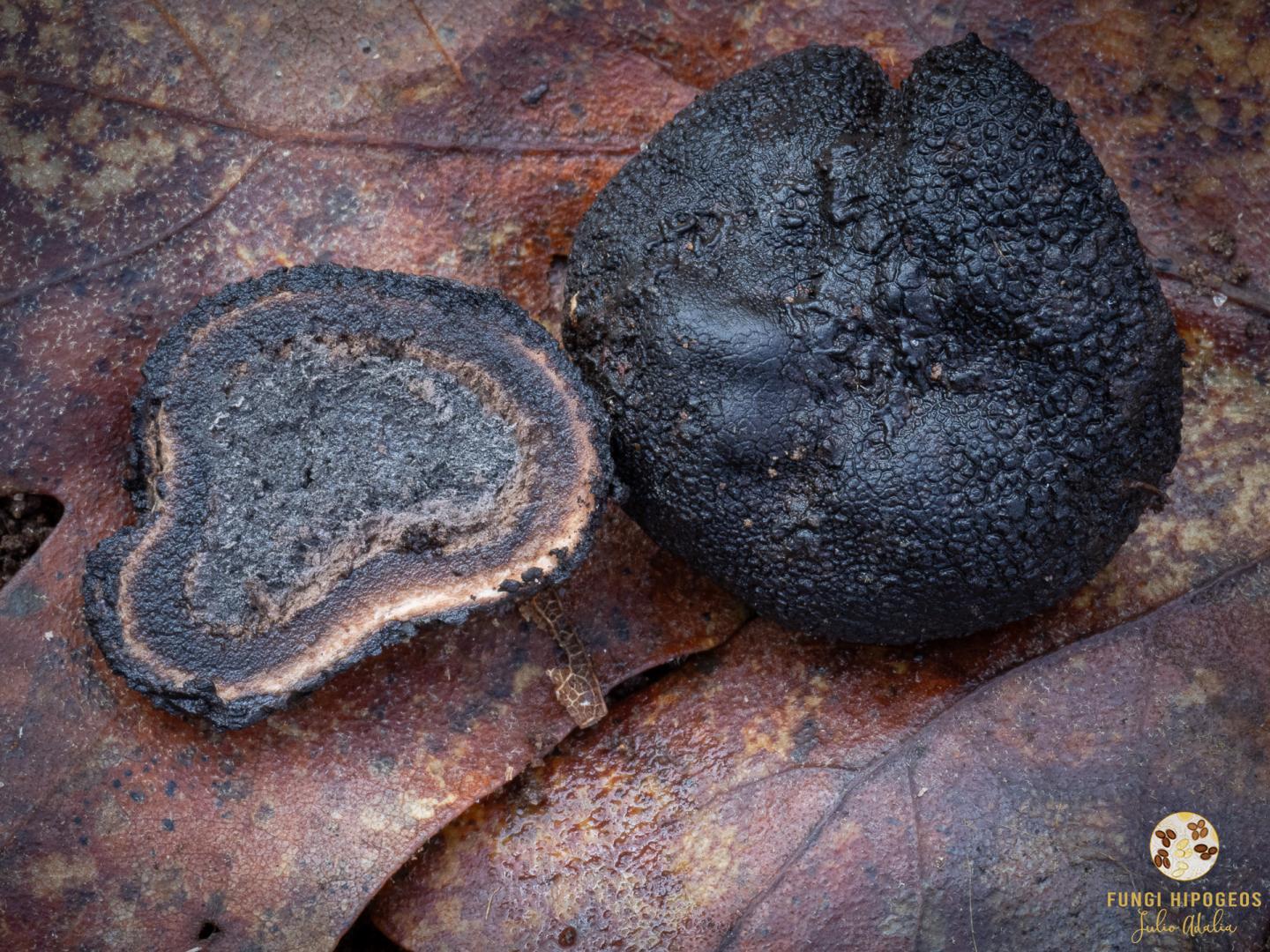 Imagen de portada 102