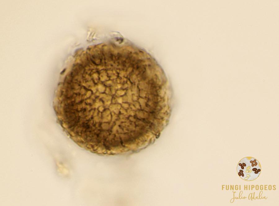 Imagen de portada 104