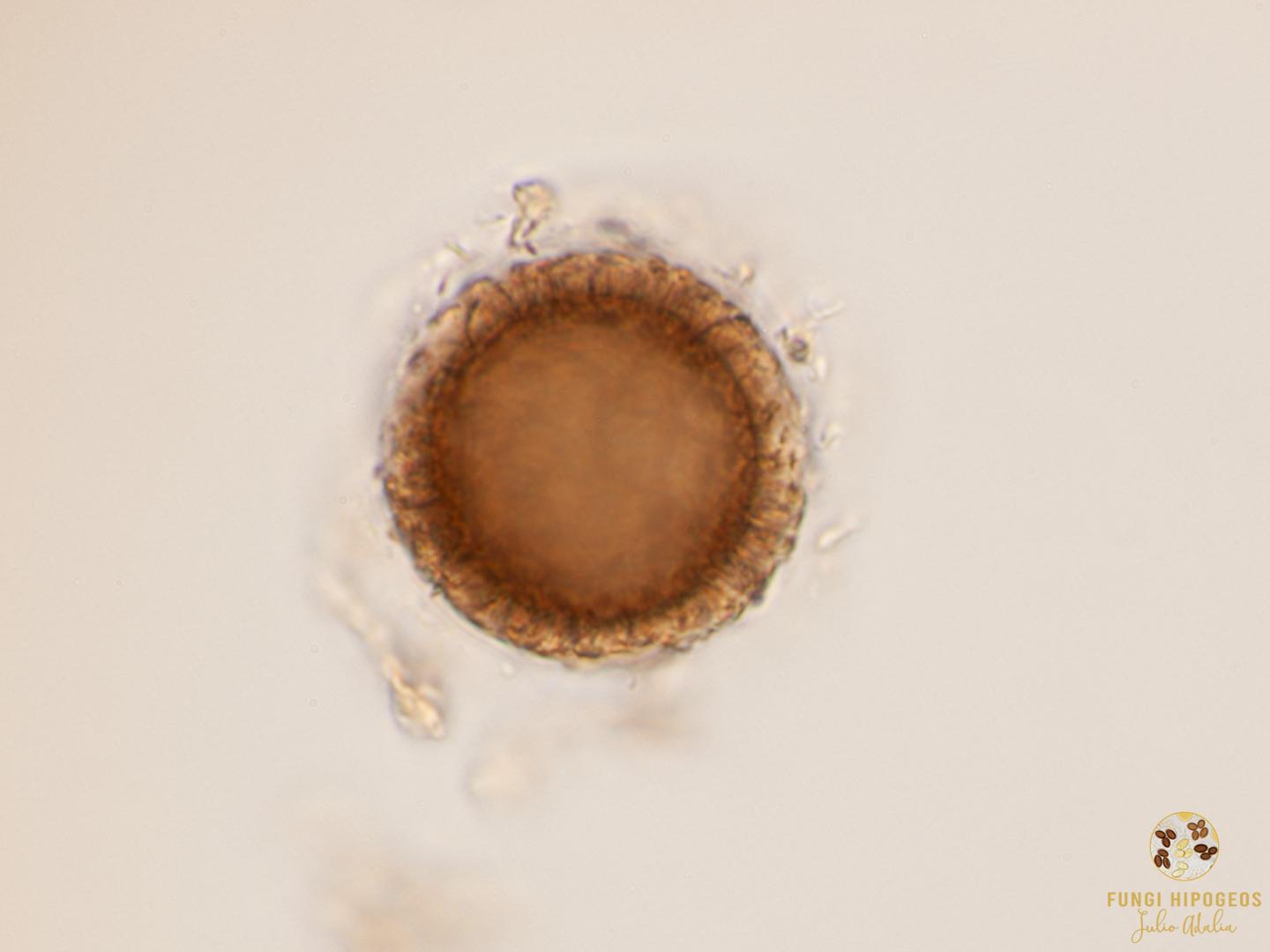 Imagen de portada 105