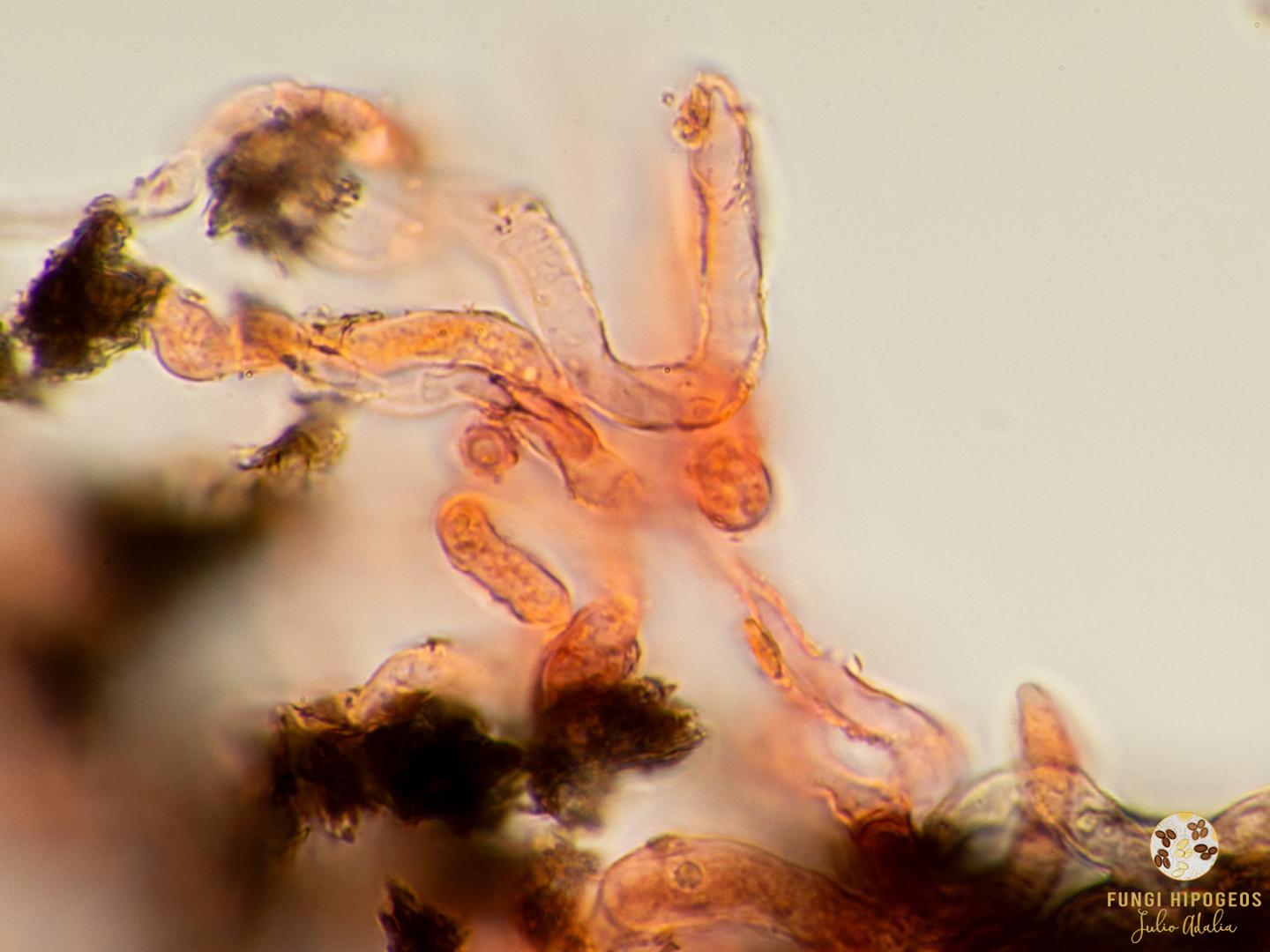 Imagen de portada 106