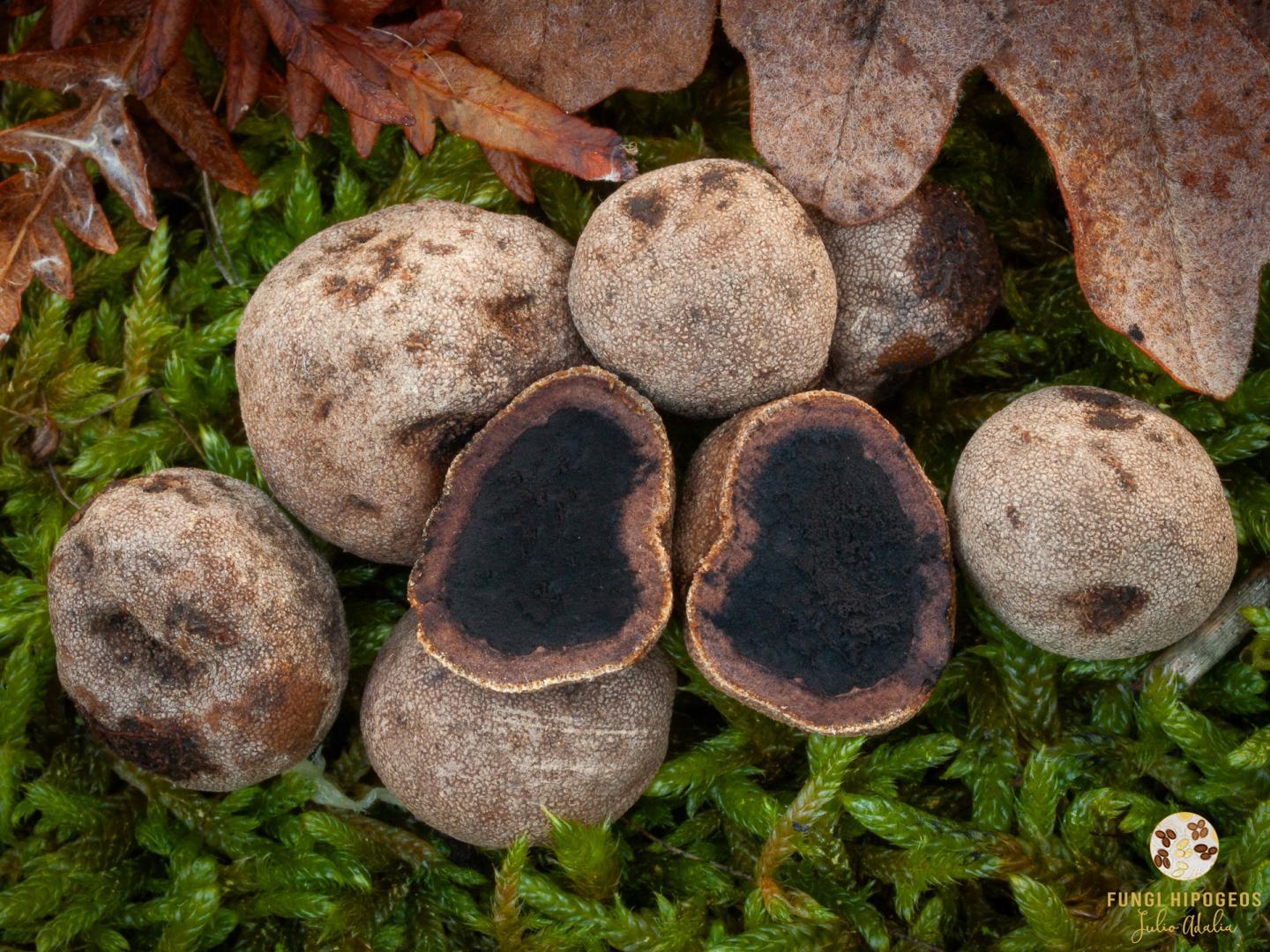 Ascomas globosos-subglobosos 