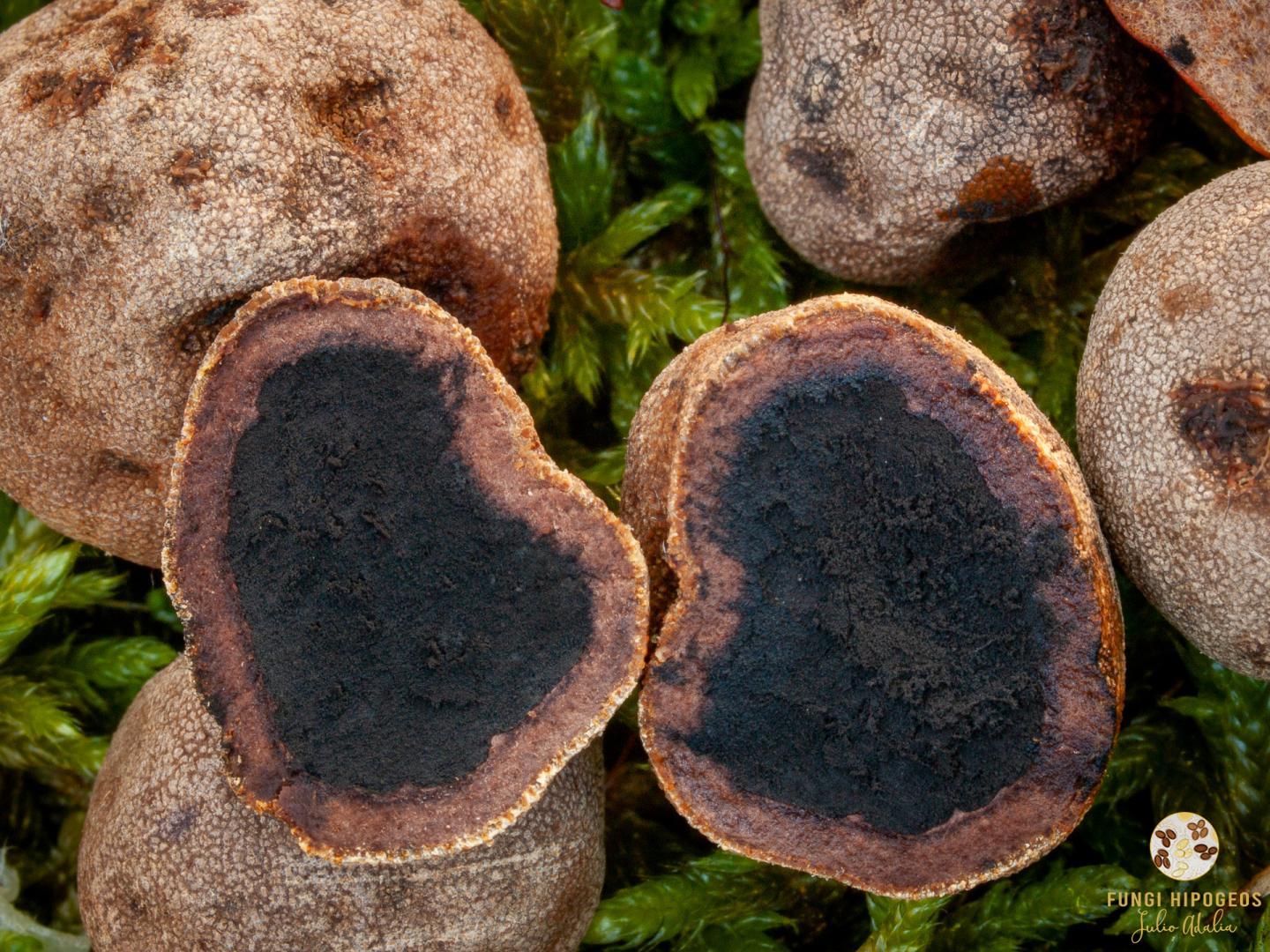 Aspecto de la gleba y del cortex 