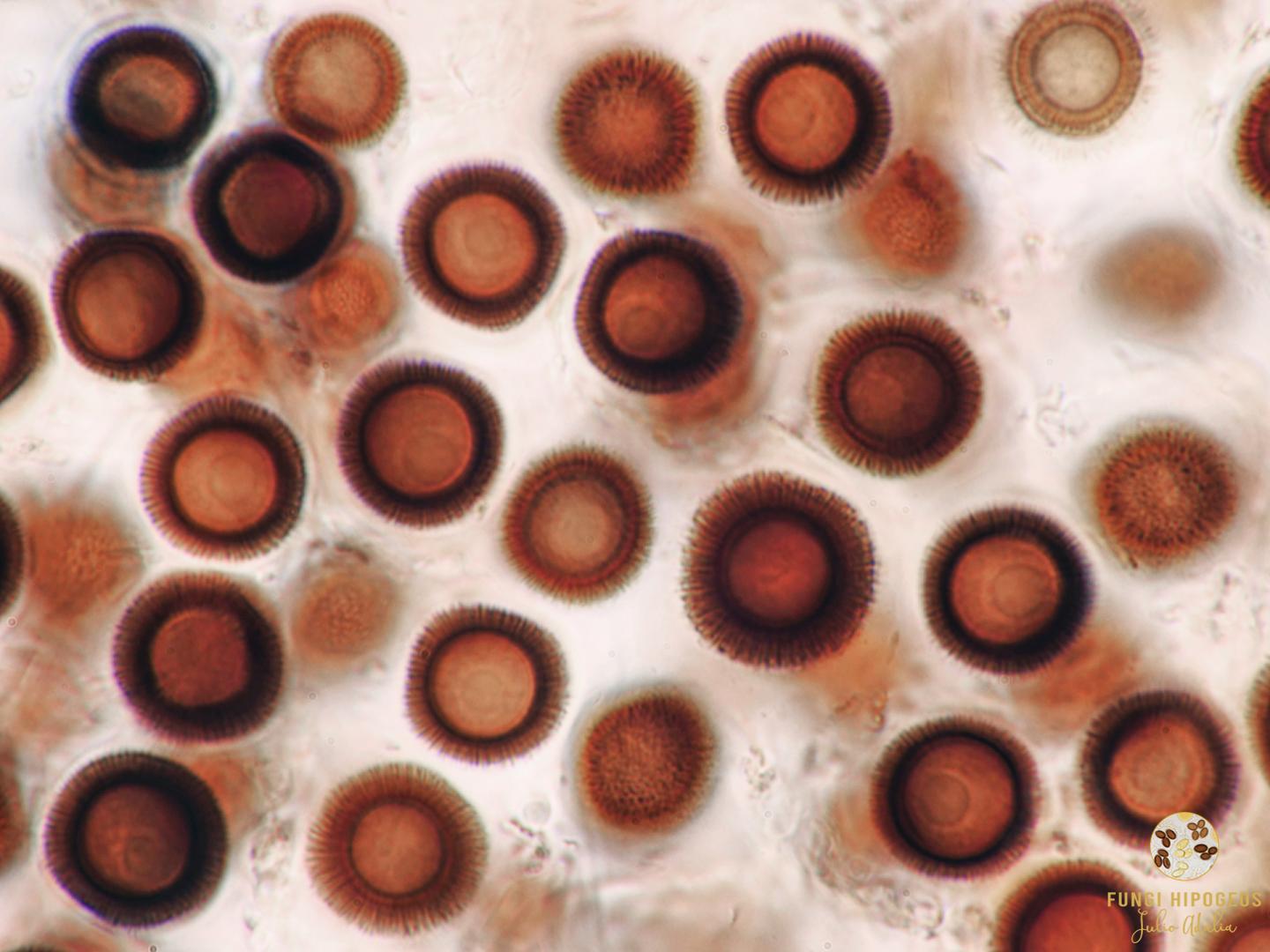 ascosporas globosas, aculeadas