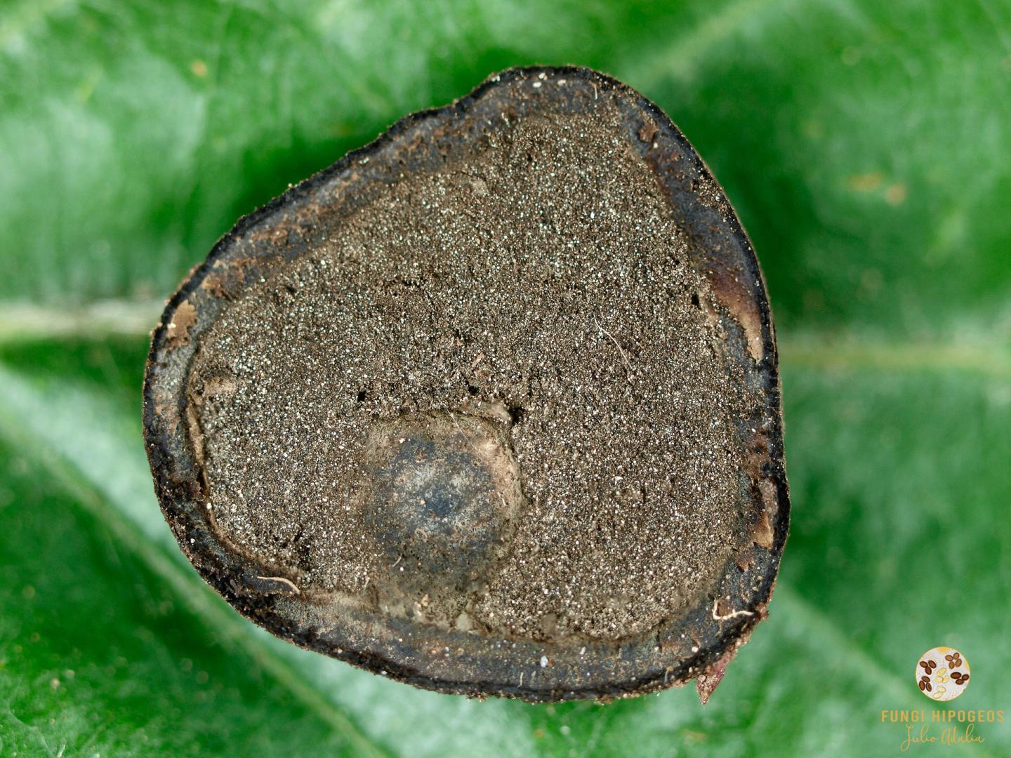 Aspecto de la gleba y del cortex 