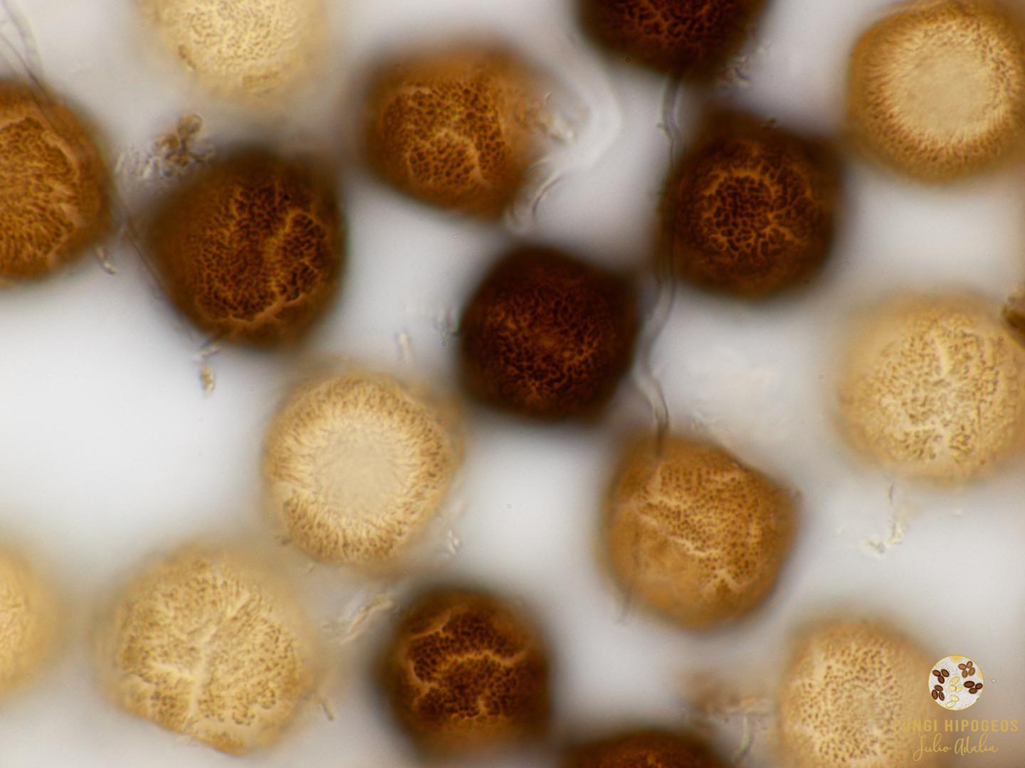 Detalle de la ornamentaci&oacute;n 