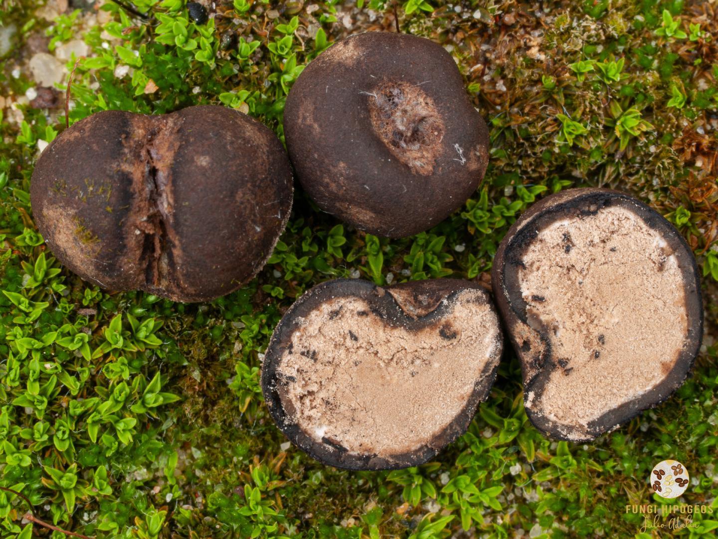 Ascomas globosos, irregulares 