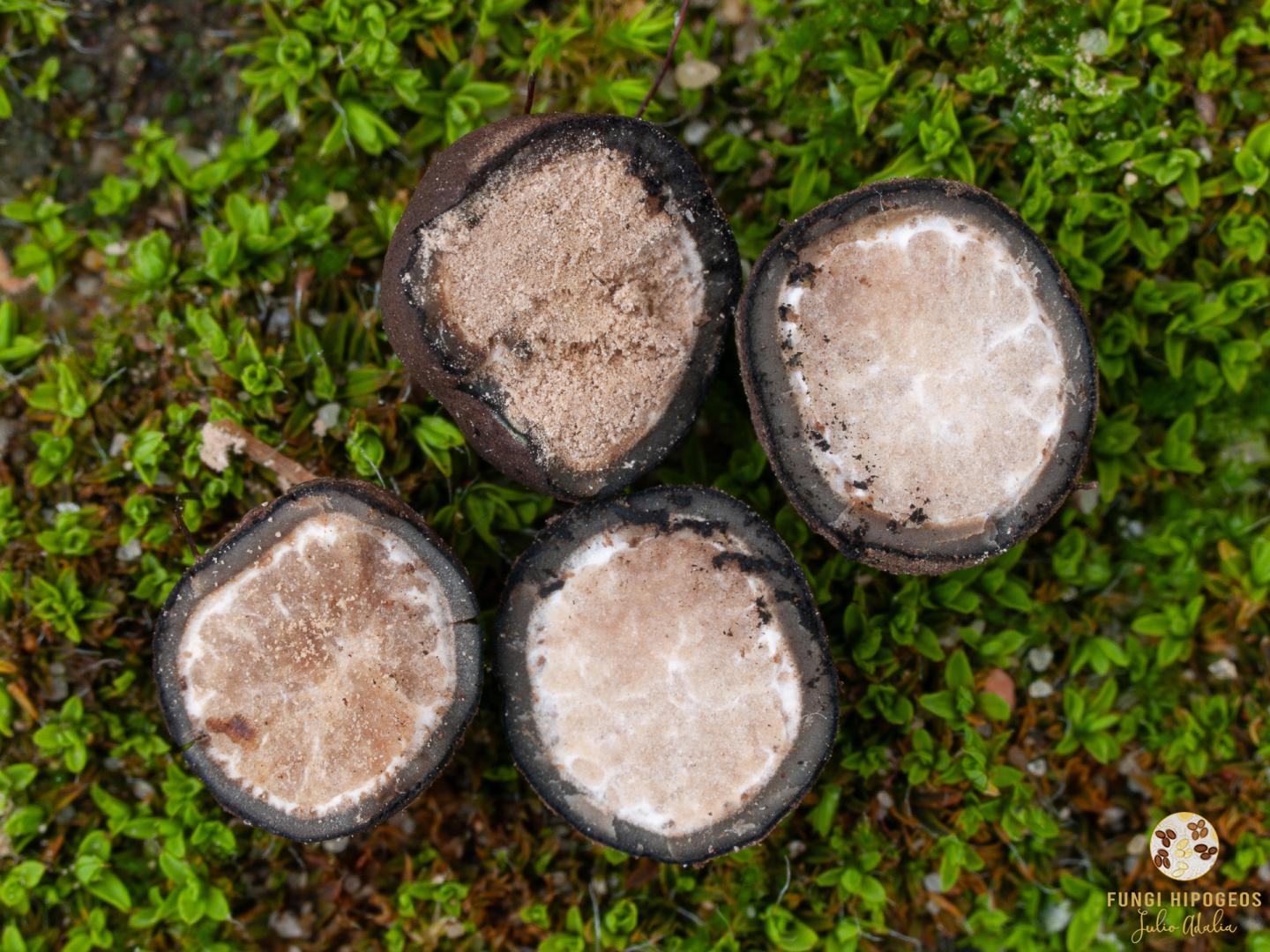 Aspecto de la gleba y del c&oacute;rtex 