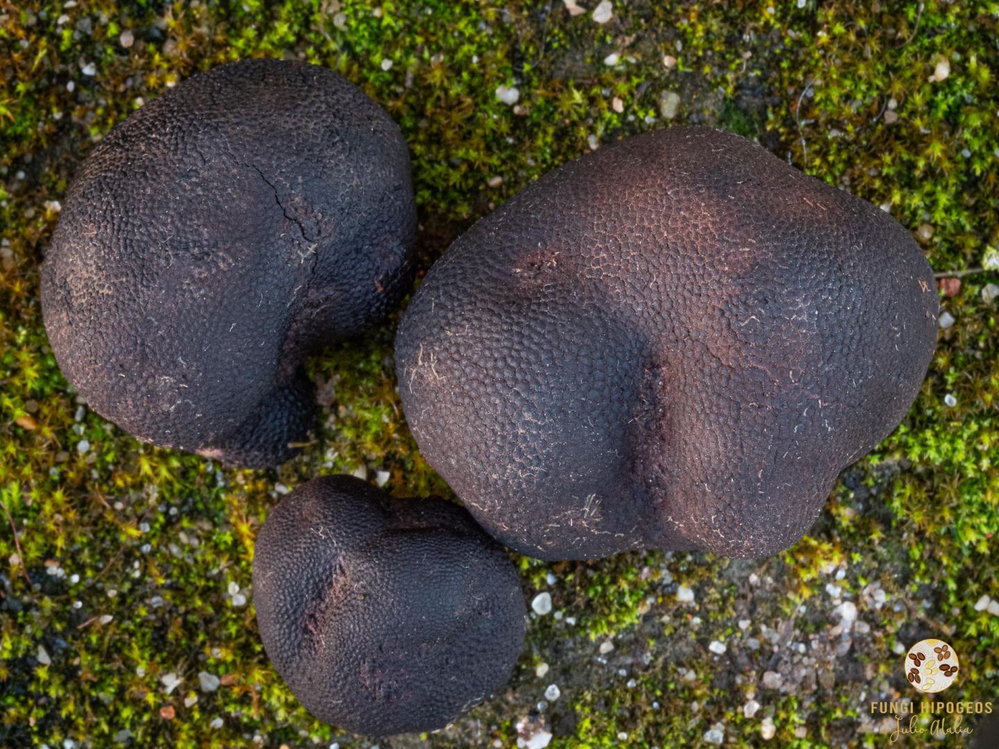 Detalle de las papilas del exocortes (Fig. 1)