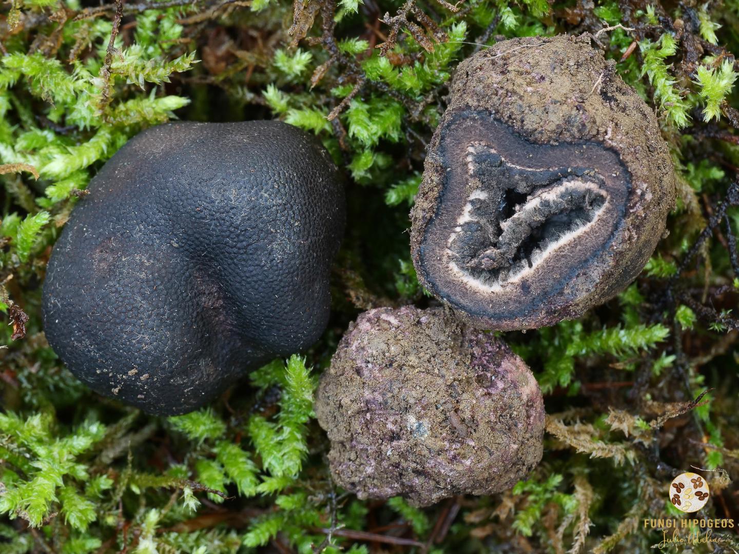 Ascomas irregularmente globosos - subglobosos (Fig. 2)