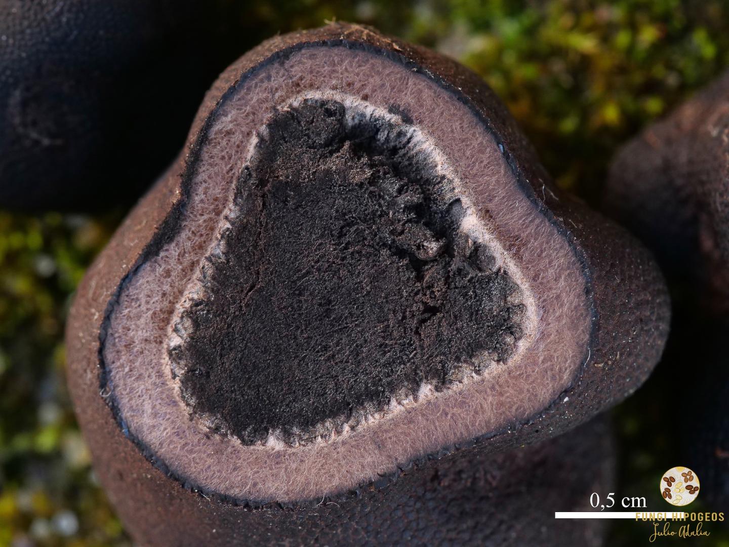 Aspecto de la gleba y del cortex     (Fig. 3)