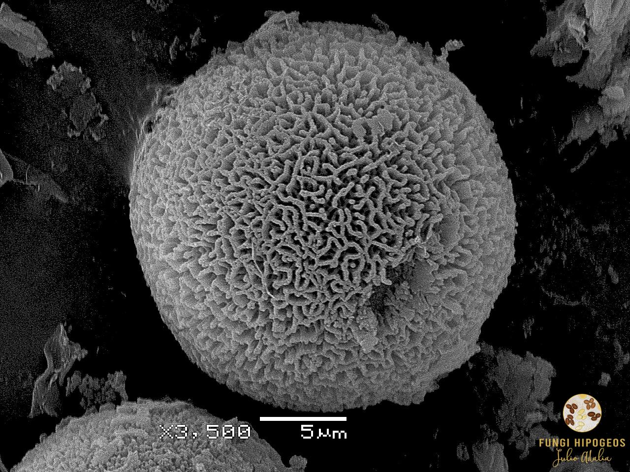 Ascospora al SEM (Fig. 7)