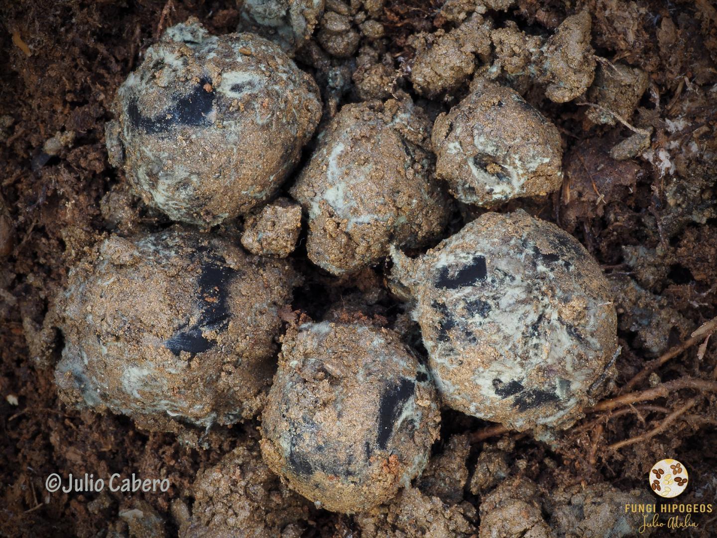 Ascomas con micelio verde 