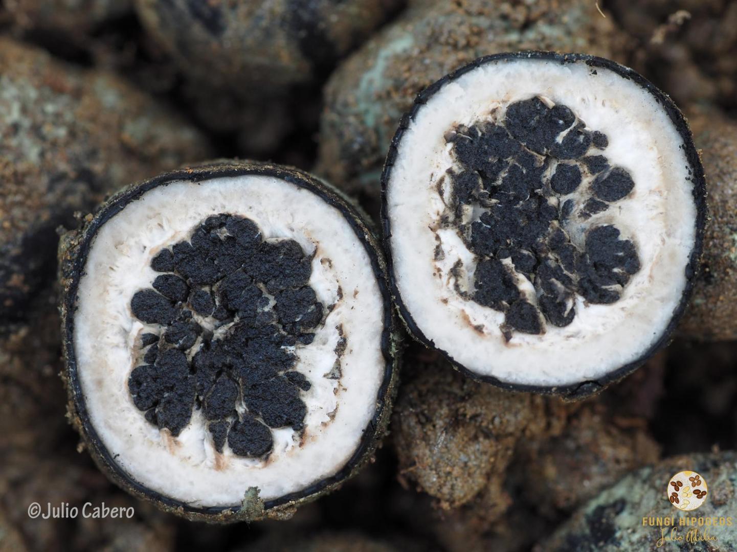 Aspecto de la gleba y del cortex 