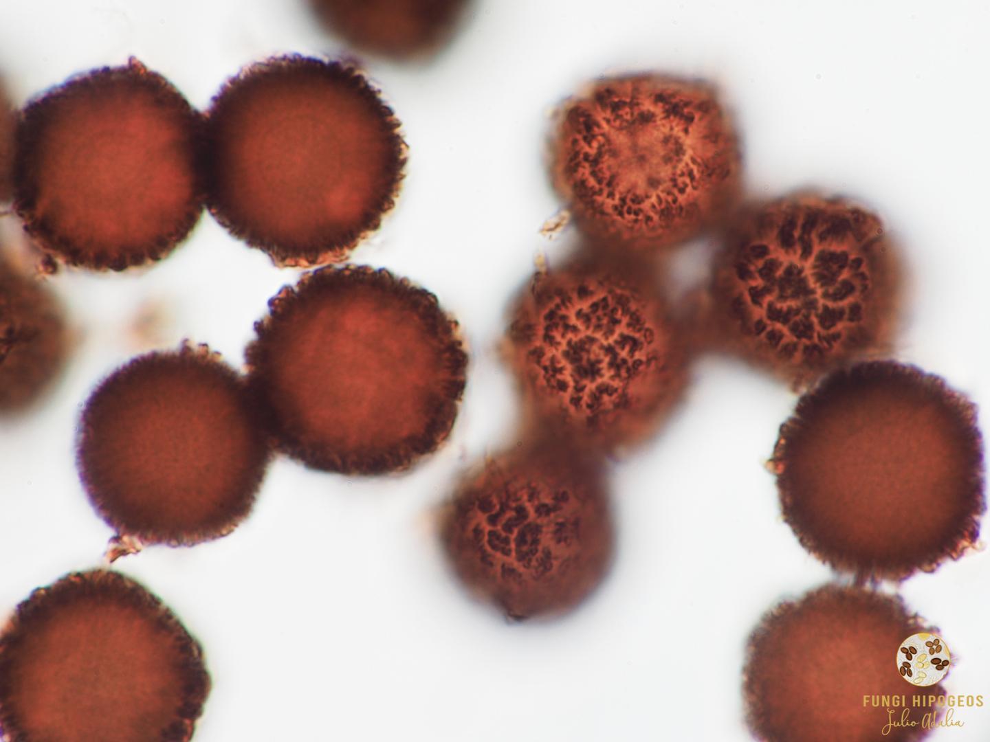 Imagen de portada 75