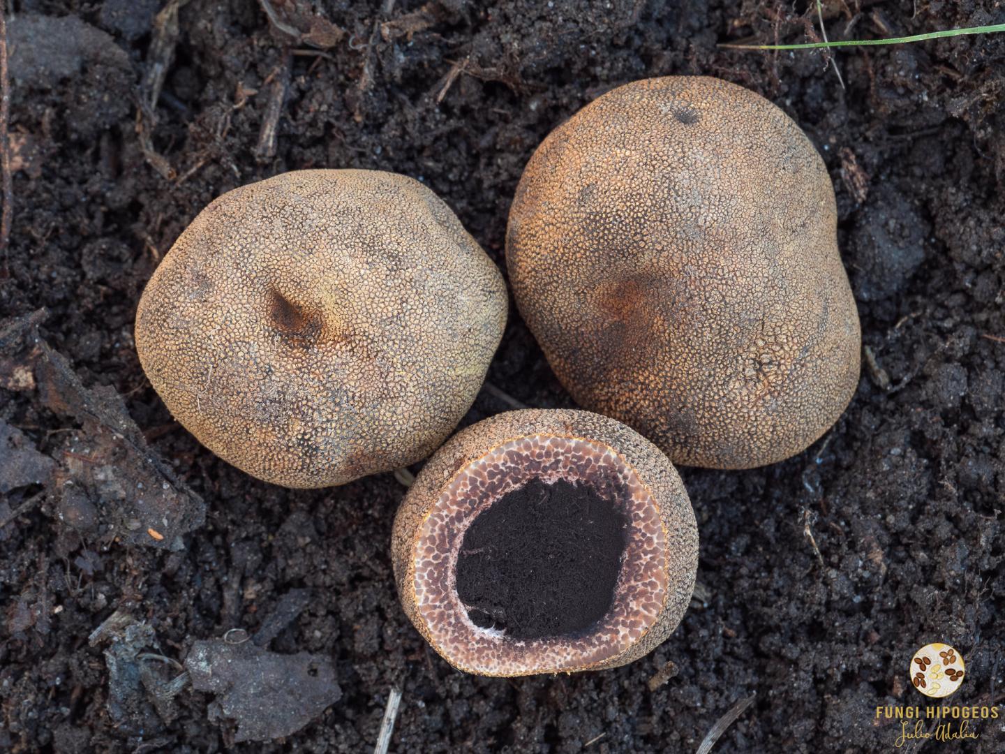 Imagen de portada 1556