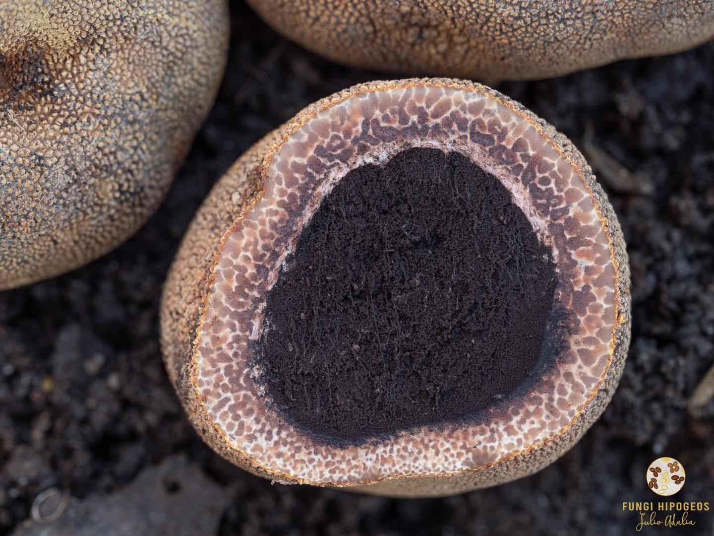 Imagen de portada 1557