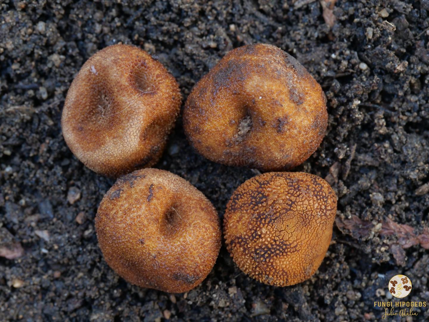 Imagen de portada 1540