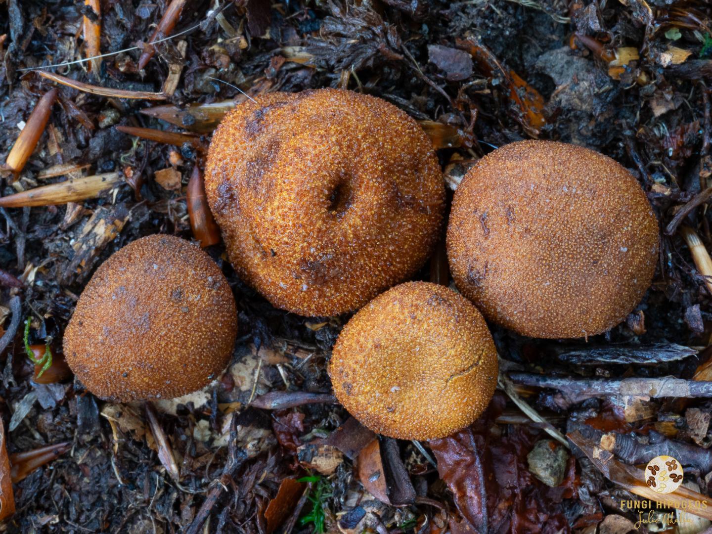 Imagen de portada 1542