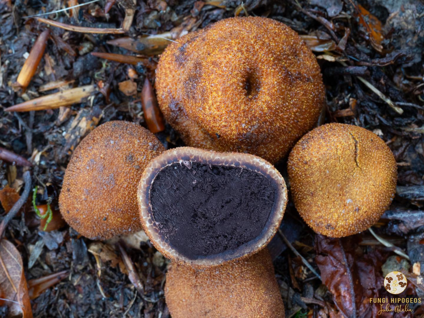 Imagen de portada 1543