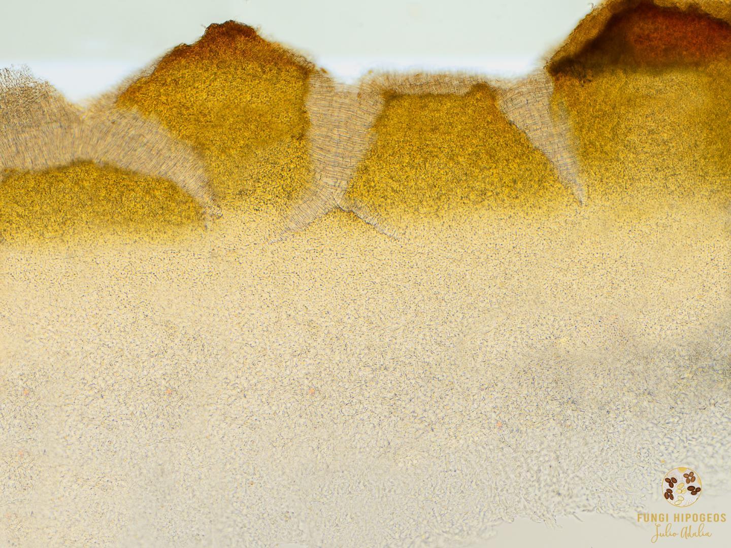 Imagen de portada 1544