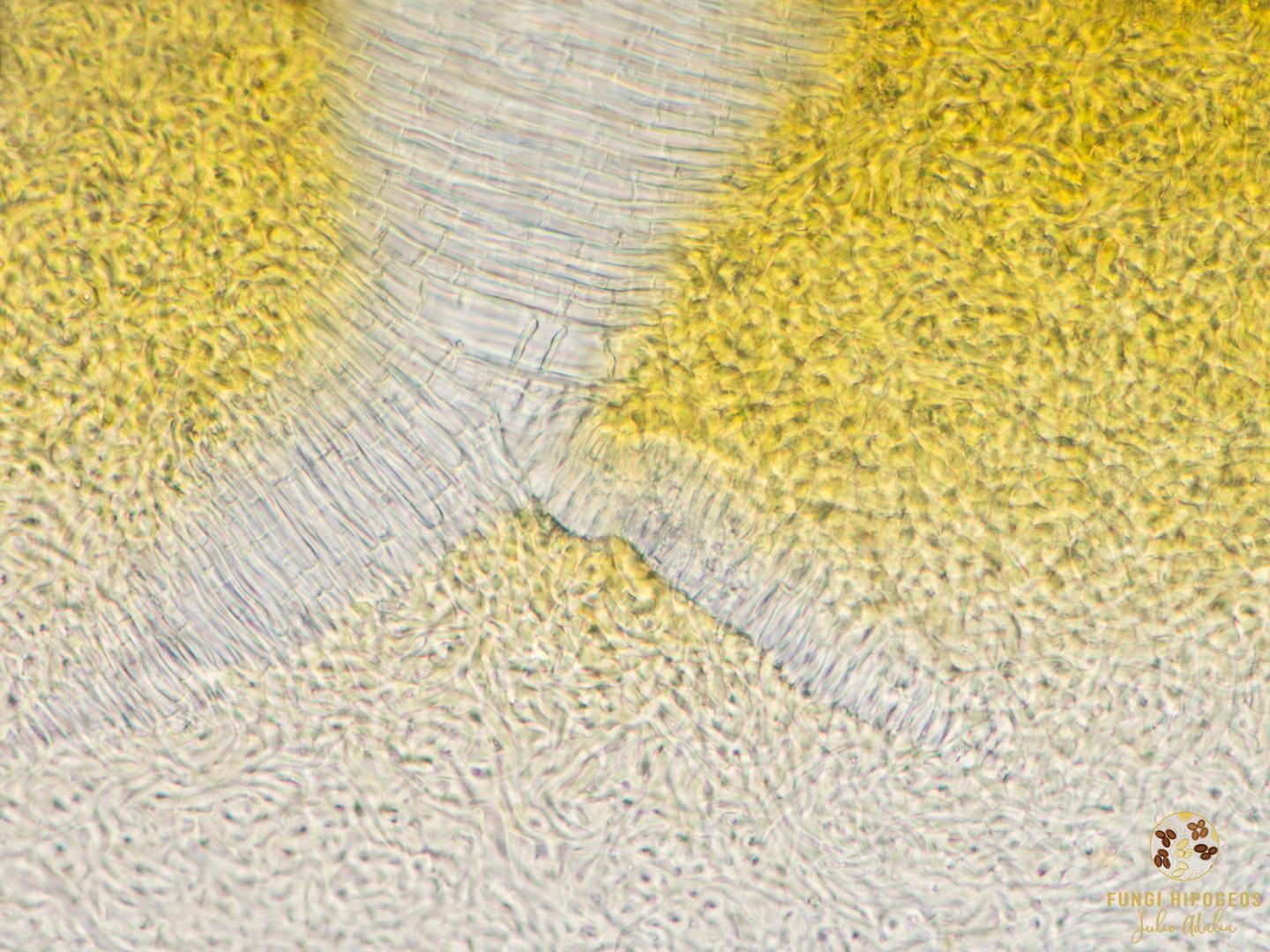 Imagen de portada 1546