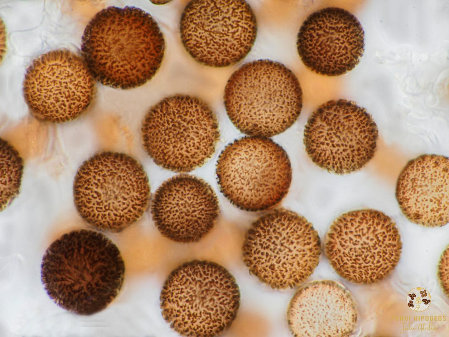 Imagen de portada 1547