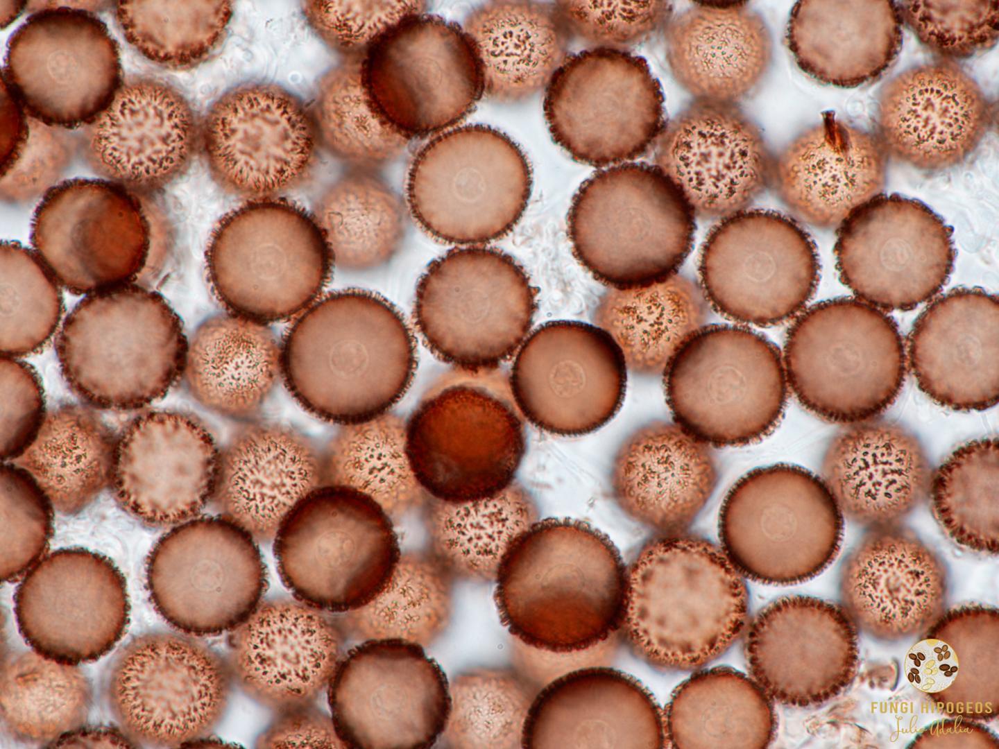 Imagen de portada 1548